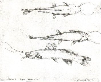 Zeichnung Olfers: Echter Wels 
 (Bleistift)
