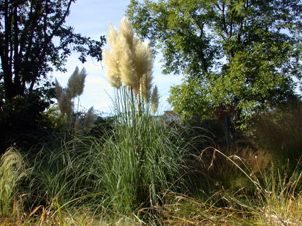 Cortaderia Selloana (Pampasgras)