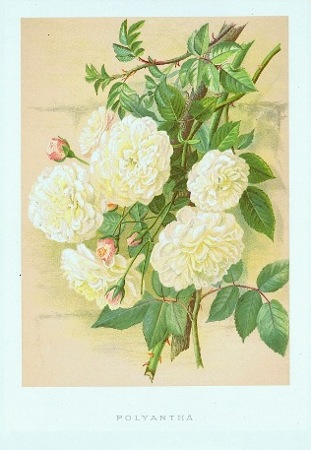 Maria Endell, Polyantha - eine Rose aus Theodor Nietners Rosengarten